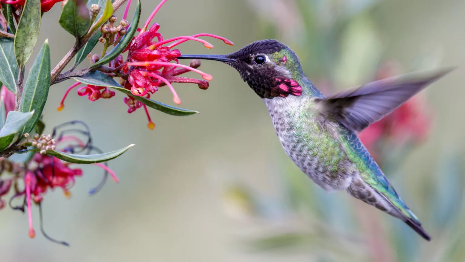 Warum können Kolibris in der Luft stehen