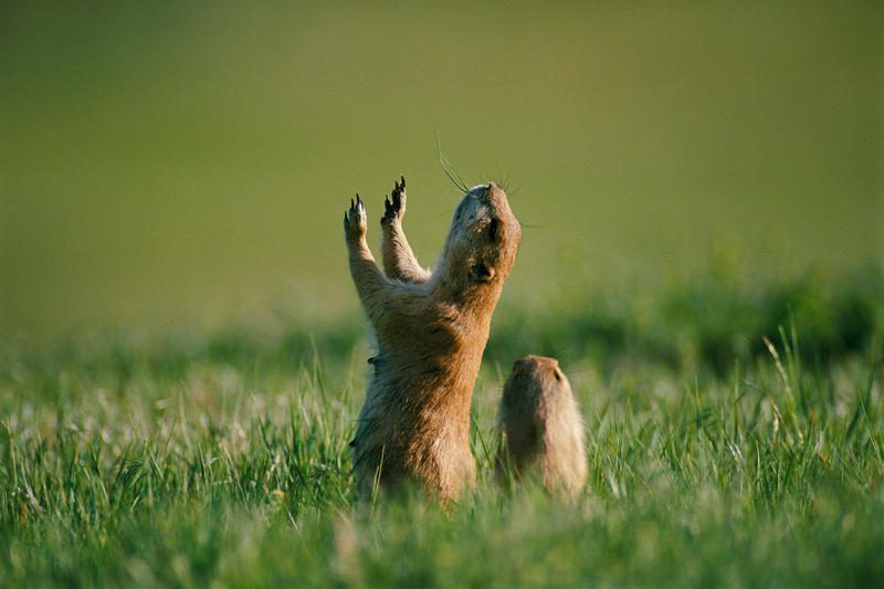 Plant, Grass, Animal