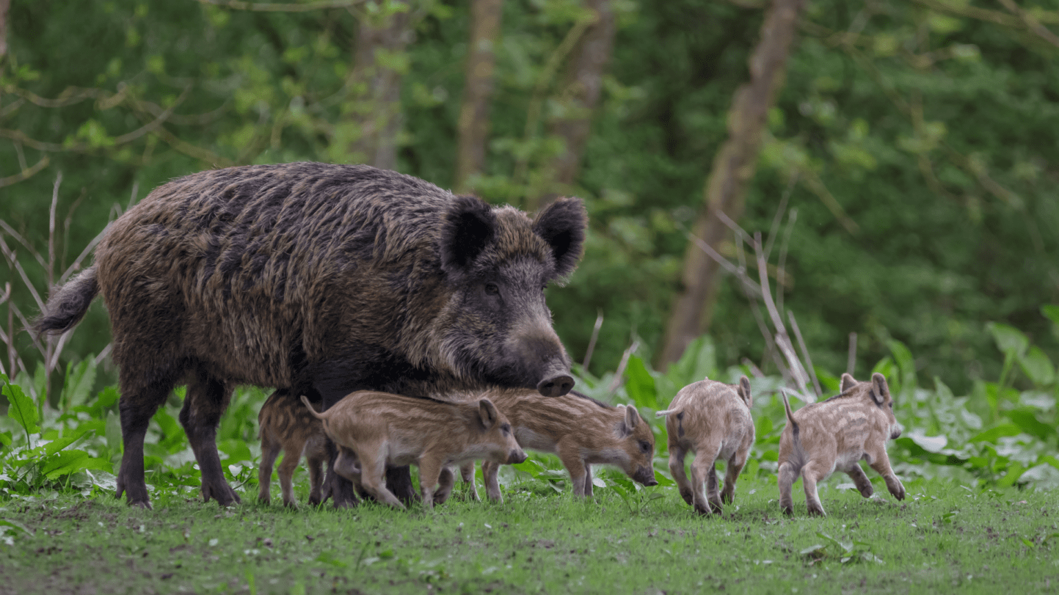 Wildschwein