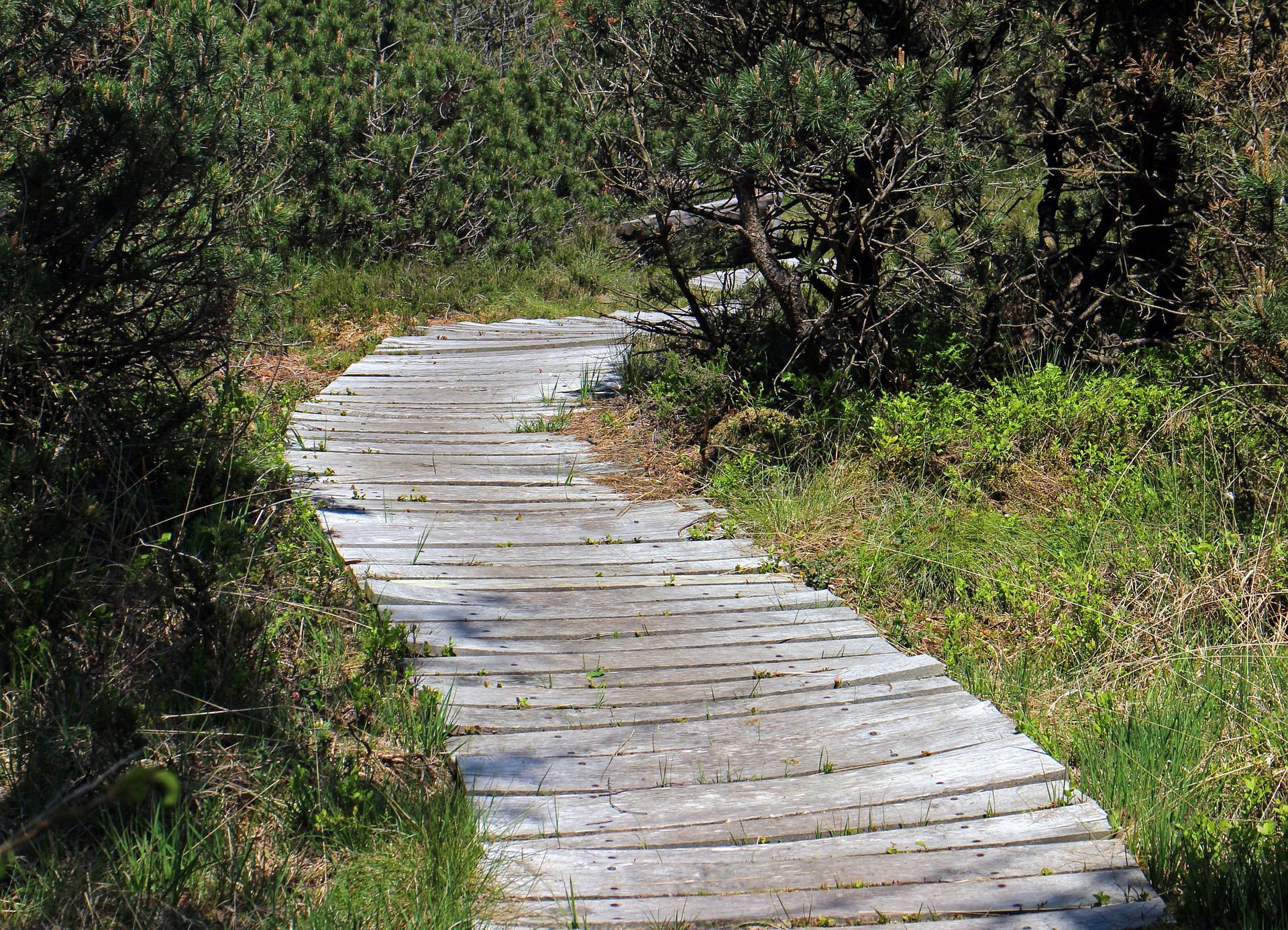 Warum Sagen Wir Auf Dem Holzweg Sein