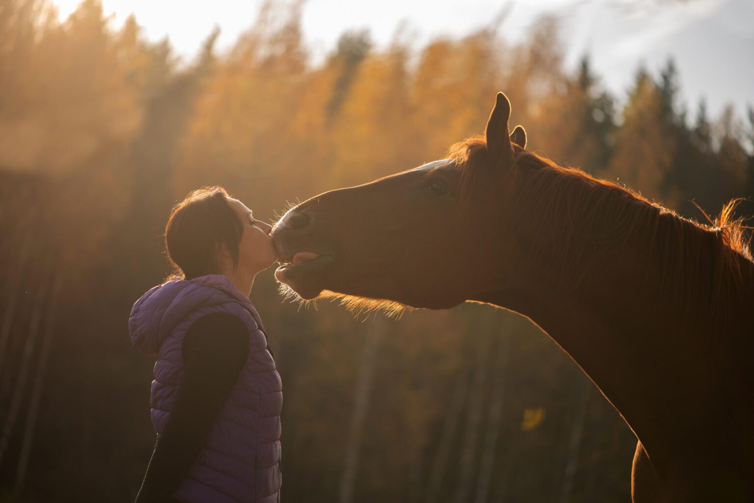 Colt Horse, Mammal, Horse