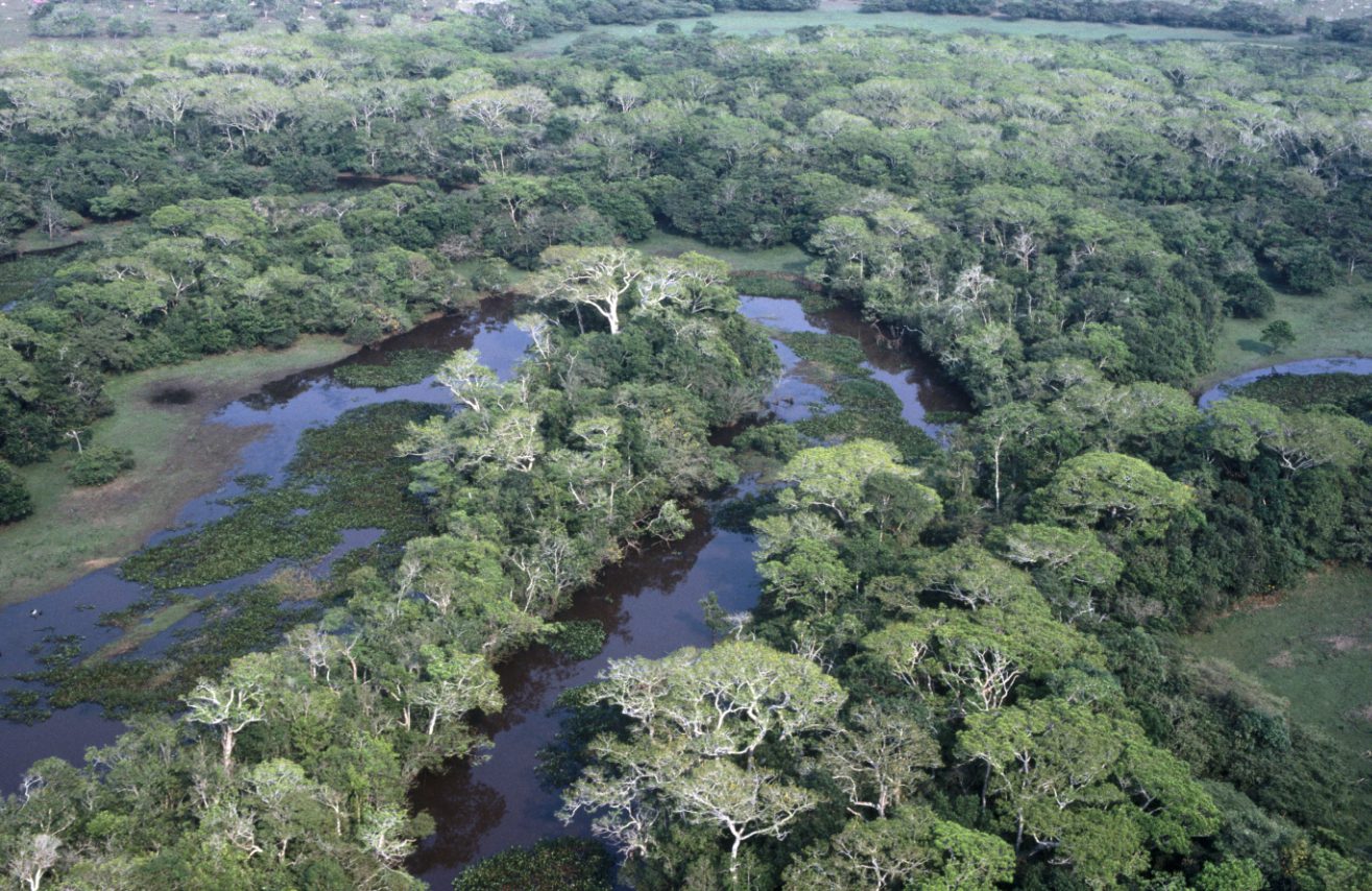 Vegetation, Plant, Rainforest