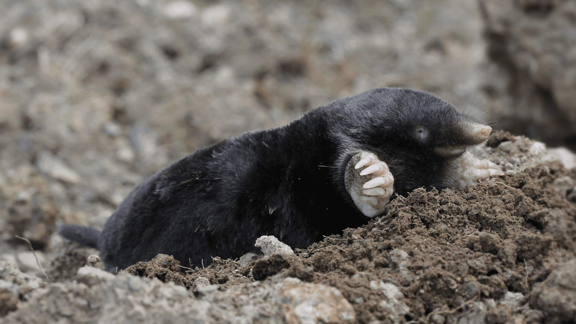 Maulwurf im Winter: Lässt er sein Gehirn schrumpfen?