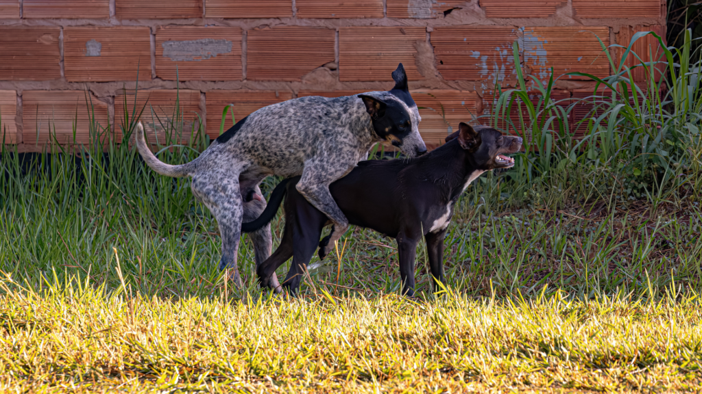 Wie haben Tiere Sex