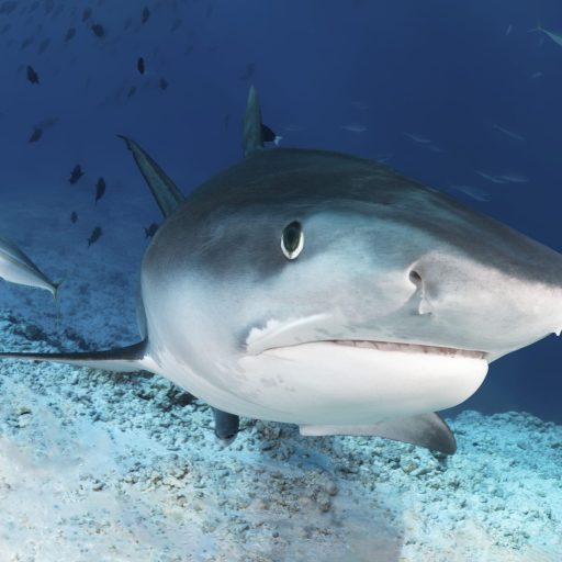 Haie lebten schon vor den Dinos – Foto: Adobe