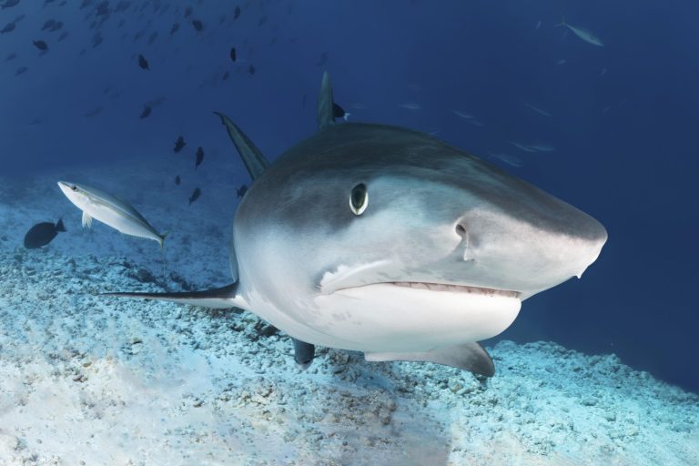 Tiger Shark (Galeocerdo cuvier) from front, portrait, with rainbow mackerel (Elagatis bipinnulata)), Indian Ocean, Fuvahmulah Island, Gnaviyani Atoll, Maldives, Asia Haie lebten schon vor den Dinos – Foto: Adobe