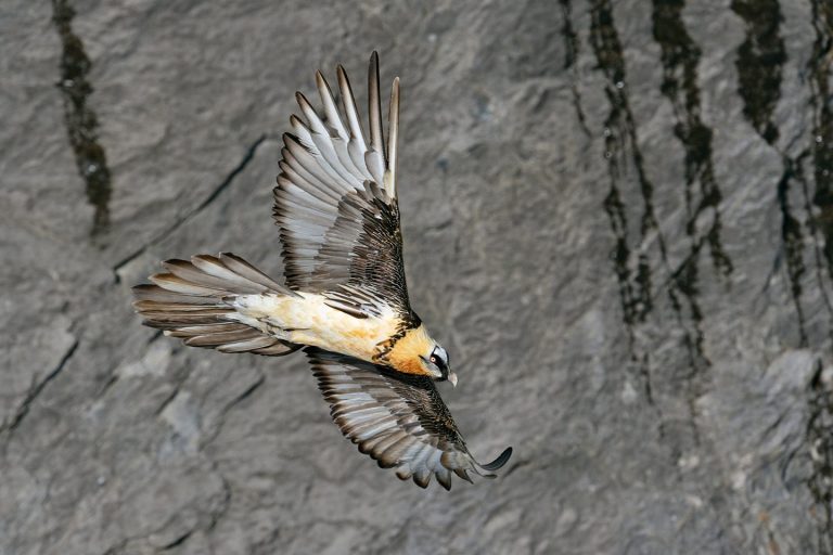 Bird, Animal, Flying