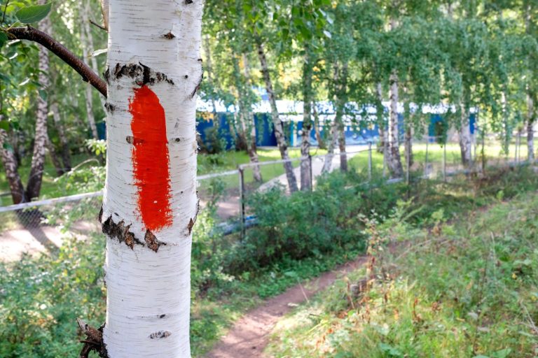 Tree, Plant, Birch