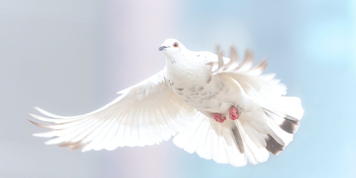 Animal, Bird, Pigeon