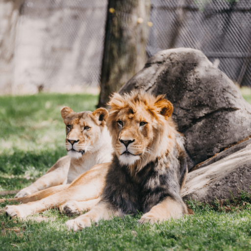 Tiere im Zoo