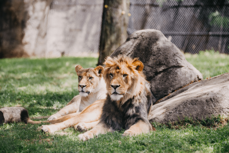 Tiere im Zoo