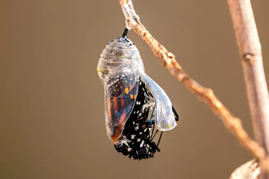 Wieso verpuppen sich Insekten