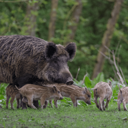 Wildschwein