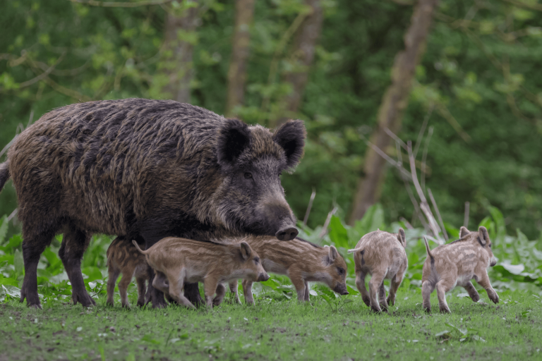 Wildschwein