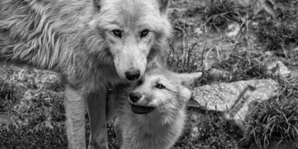 Wolf, Mammal, Animal