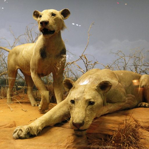 Zwei menschenfressende  Tsavo-Löwen ausgestopft im Naturkundemuseum Chicago – Toto: dpa