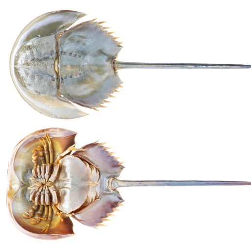Top,And,Bottom,View,Side,Of,Horseshoe,Crab,Isolated,On